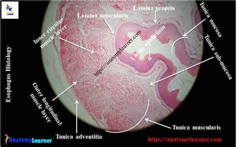 Esophagus Histology Diagram