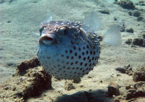 What Do Pufferfish Eat? (Diet, Care & Feeding Tips)