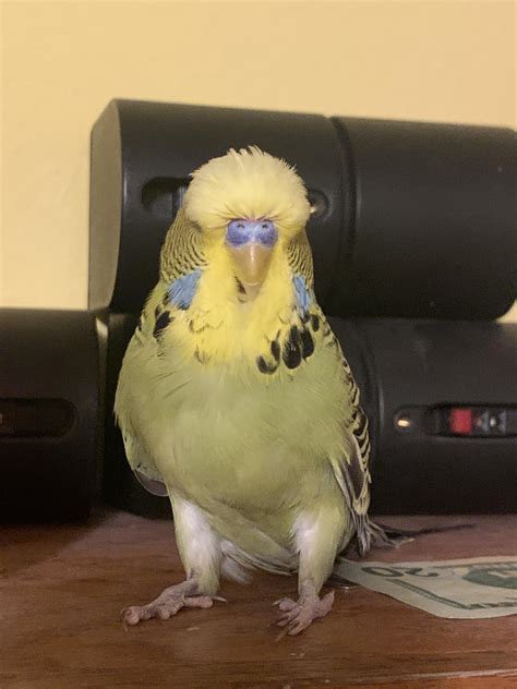 English Budgie Gender R Budgies