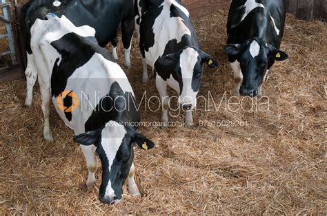 Image Pedigree Holstein Dairy Cattle On A Dairy Farm Oakham Rutland Photographer