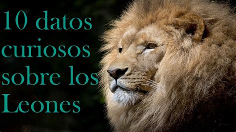 Datos Curiosos Sobre Los Leones Youtube