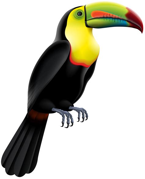 Toucan Clipart Bird Jungle Png Birds Safari Clipart Transparent Png