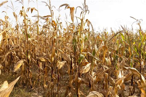 Field Of Ripe Corn Stock Photo At Vecteezy