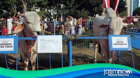 Presiden Jokowi Berkurban Sapi Ton Kg Di Masjid Al Akbar Surabaya