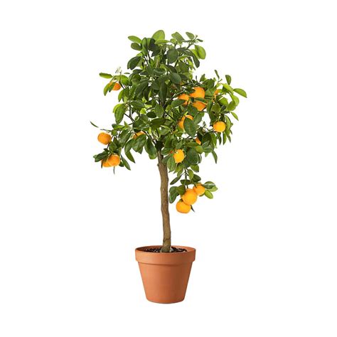 Orange Tree - MyGreenLeaf - Buy Indoor & Outdoor Plants online in Abu ...