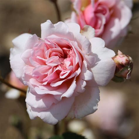 Buy rose Felicia (hybrid musk) Rosa 'Felicia': Delivery by Waitrose Garden