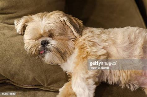 189 Shih Tzu Terrier Stock Photos High Res Pictures And Images