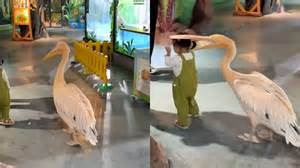 can you eat pelican 2