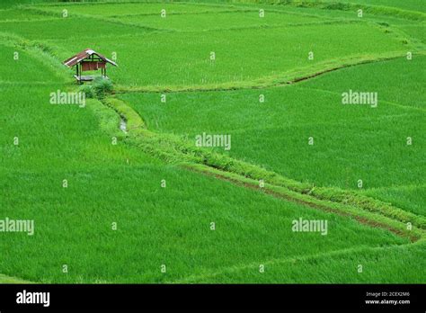 Vibrant Green Paddy Field With A Rustic Style Pavilion In Thailand