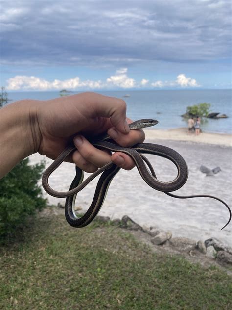 Eastern Stripe Bellied Sand Snake From Nkhata Bay Mw On January