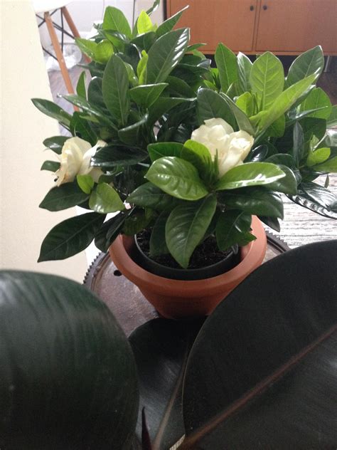 New Gardenia plant 🌱🌿 anyone have experience with these? It's my first ...