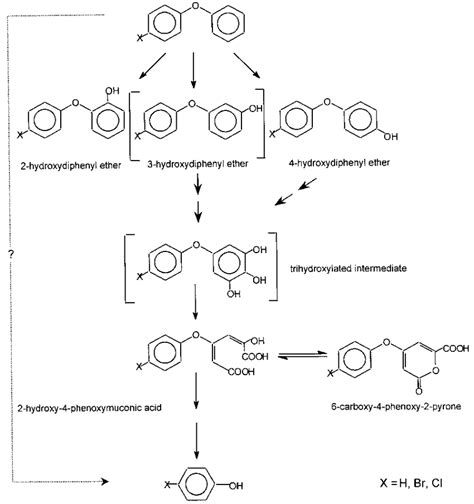 Proposed Pathway For The Degradation Of Diphenyl Ethers By Trametes