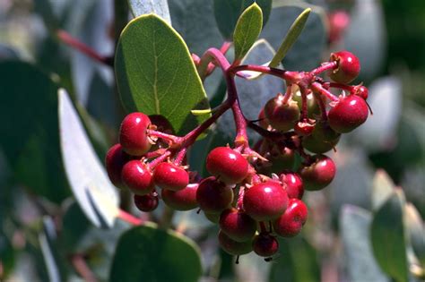 Local Forages Manzanita — Carmichael Environmental