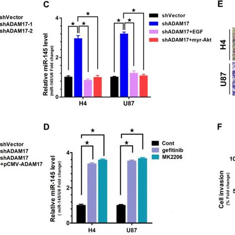 Effects Of Adam Egfr Akt Signaling On The Expression Of Mir In