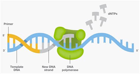 PCR Basics Thermo Fisher Scientific PH