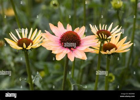 Echinacea Purpurea Summer Sky Flowers Stock Photo Alamy