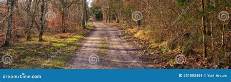 Dirt Road In Autumn Forest Wide Angle Of Vibrant Green Grass And