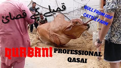 Big Bull Qurbani From Udf Cattle Farm Professional Qasai Bakra Eid