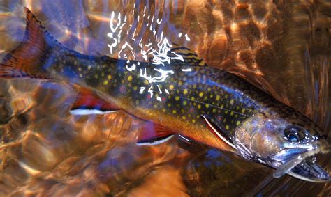 A Year On The Fly Epic Brook Trout Water Chasing Blue Lines In Sc