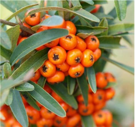 Pyracantha Orange Glow Firethorn L Pot Plant Nursery Limerick