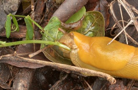 The Banana Slug Danger Ranger Bear