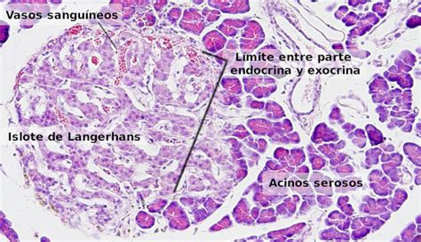 Órganos Animales Sistema Digestivo Páncreas Atlas De Histología