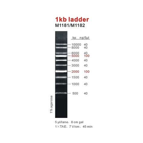 Bp Dna Marker Electrophoresis Gel Electrophoresis Kb Off