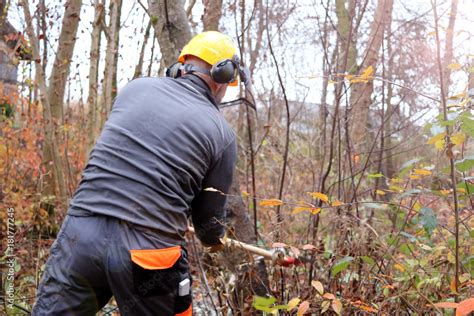 Holzf Ller Bei Der Arbeit Im Wald Stock Photo Adobe Stock