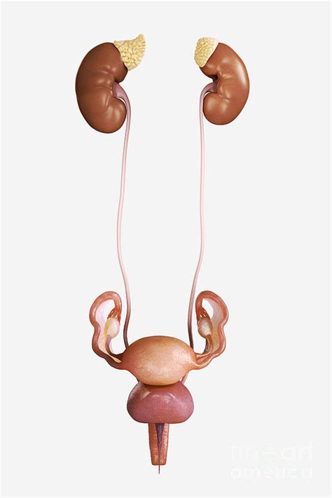 Female Genitourinary System 1 Photograph By Science Picture Co Fine