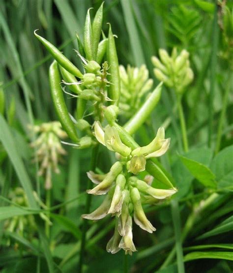 Astragalus Membranaceus Seeds Milkvetch Perennial Flowering Herb 50