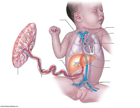 Changes In Fetal Circulation At Birth Diagram Quizlet