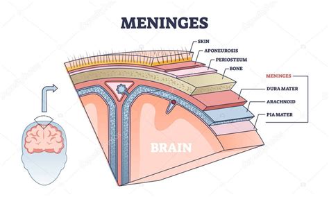 Meninges Como Estructura De La Parte Central Del Cerebro O Debajo De Las Capas De La Piel