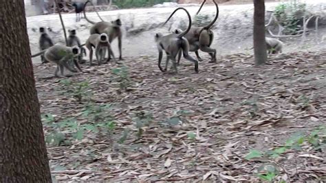 Angry Langur Monkey Sounds And Fight Ii Male Vs Female Langur Monkey