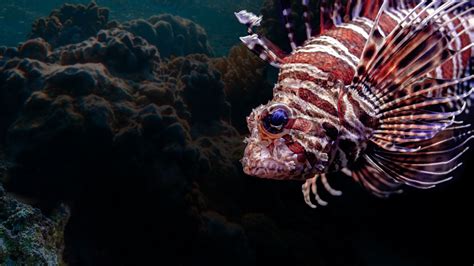 stream fish life magellantv