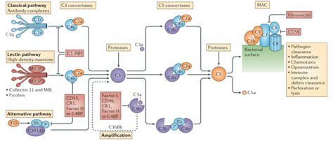 Features Of The Three Complement Activation Pathways Creative Biolabs