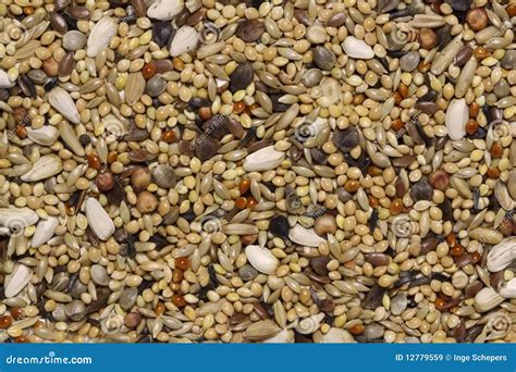 Bird Seeds Stock Image Image Of Closeup Seed Close 12779559