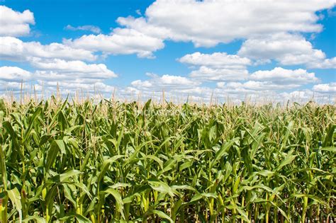 Landscape Of Corn Field With Blue Sky Indivstock