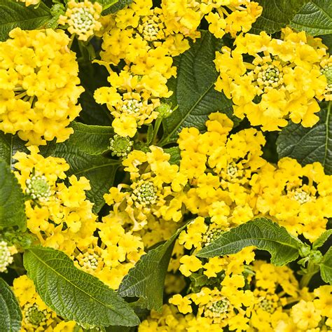 34 Types Of Yellow Flowers For A Beautiful Garden Proven Winners