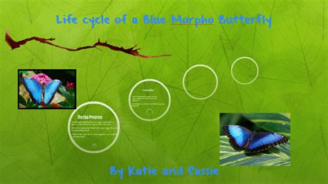 Life cycle of a Blue Morpho Butterfly by Amy Jones on Prezi