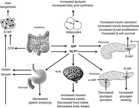 Actions Of Gastrointestinal Hormones On Key Tissues In Glucose