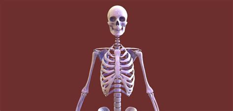 Human Skeleton Anatomy 3D Printable STL File High Quality Digital ...