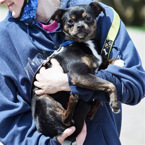 Jackson - Animal House Shelter
