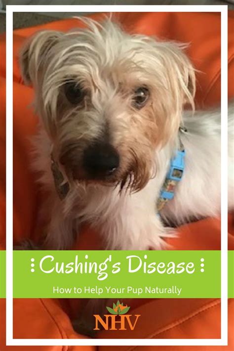 Yorkie Mom Opts For Holistic Regime For Her Dog With Cushings Yorkie