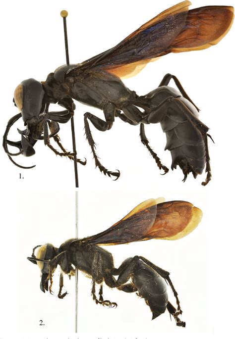 Figure 1 from Megalara garuda, a new genus and species of larrine wasps ...