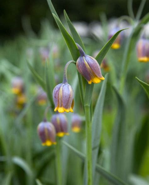 Fritillaria Uva Vulpis Bulb Peter Nyssen Buy Flower Bulbs And