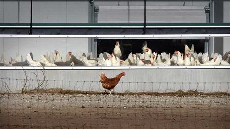 Bijna 300 000 Kippen Afgemaakt Om Vogelgriep Binnenland Telegraaf Nl