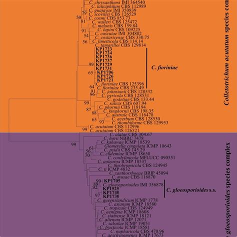 Neighbor Joining Nj Tree Derived From Concatenated Sequence Alignment