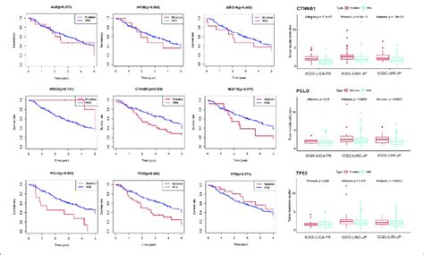 Survival Analysis And Tumor Mutational Burden Tmb Correlation Analysis Download