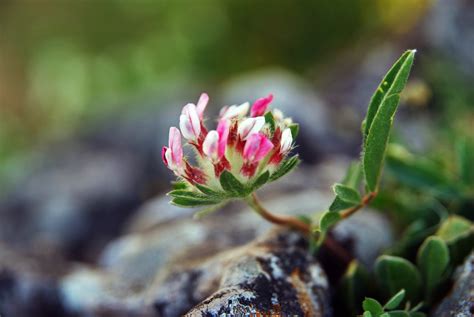 Kostenlose Foto Natur Bl Hen Fotografie Blatt Blume Fr Hling