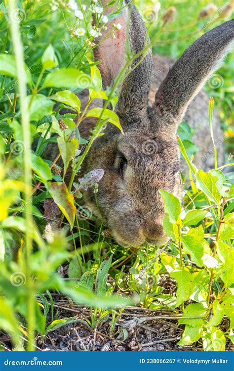 Vander De Grande Ra A De Coelhos Cinzentos Na Grama Verde Coelho Come